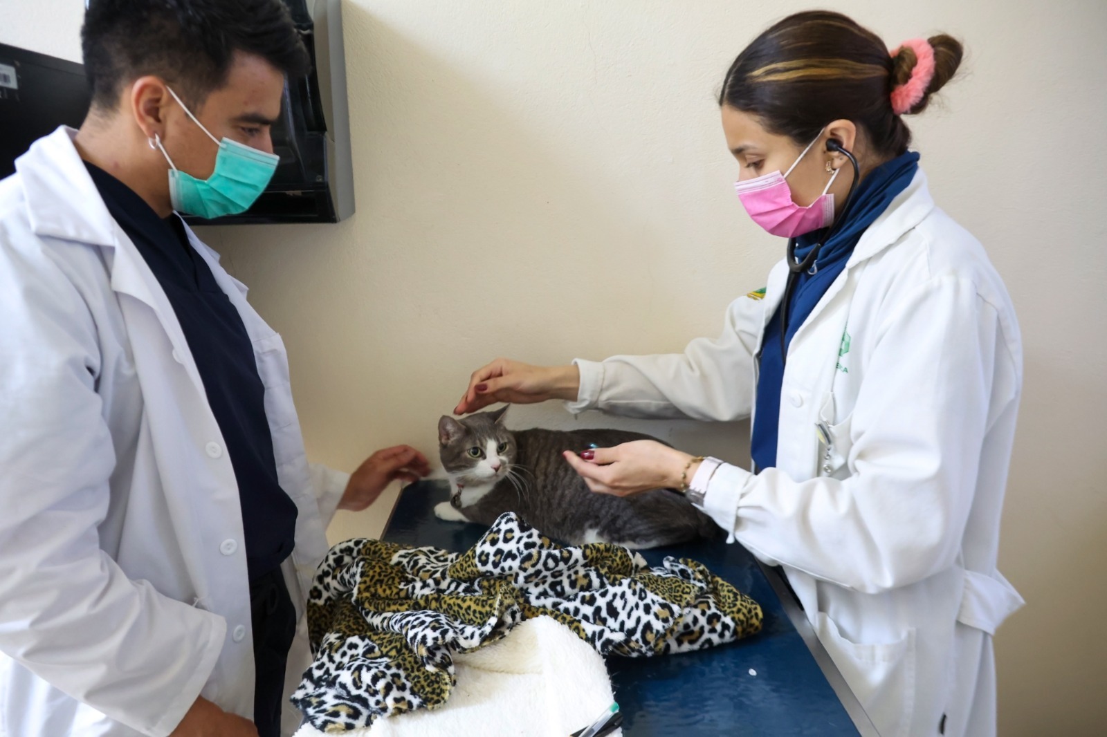 esterilizacion-de-michis-antes-de-los-seis-meses-mejora-sus-condiciones-de-vida-y-la-convivencia-veterinarios-de-la-uaem