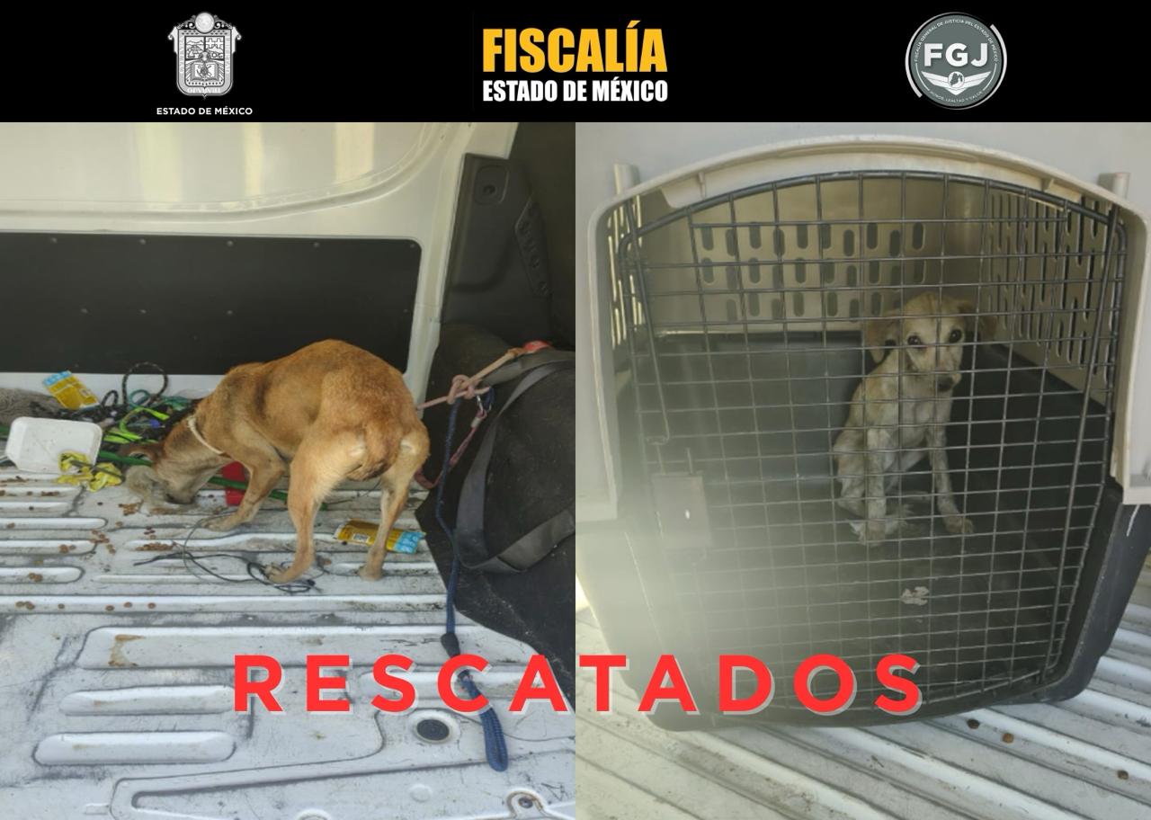 rescatan-a-2-perritos-en-condiciones-precarias-de-salud-impunes-responsables-de-maltrato