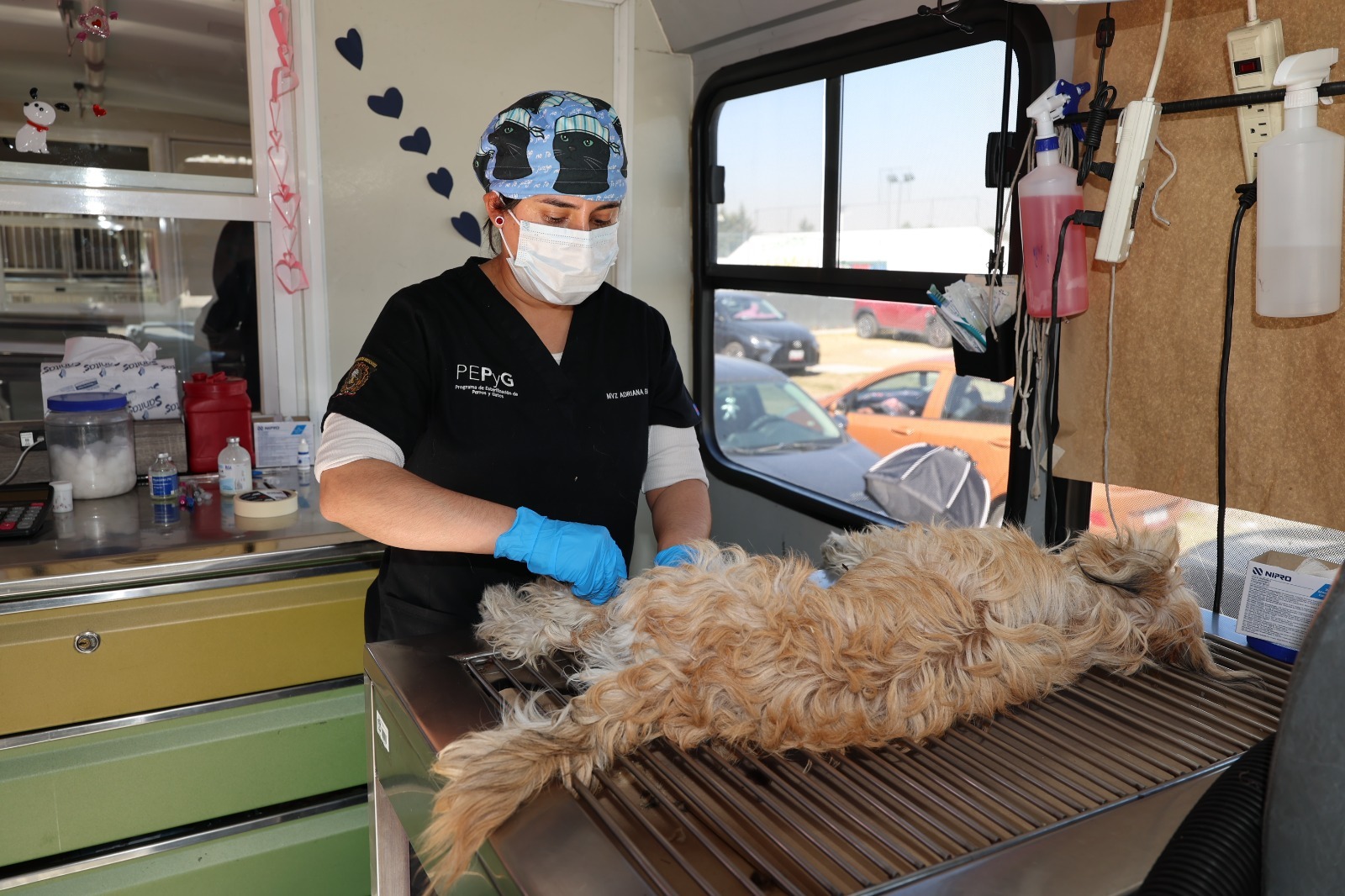 sobrepoblacion-de-perros-y-gatos-resultado-del-abandono-de-mascotas-y-caso-omiso-a-esterilizacion
