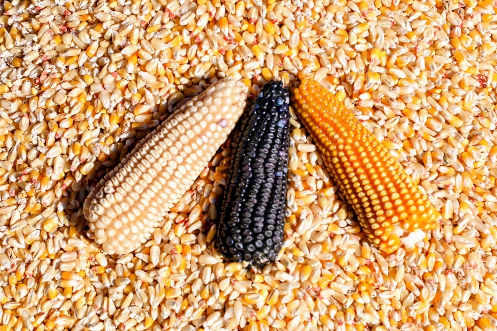 fortalecen-apoyo-para-el-cultivo-de-maiz-criollo-en-edomex