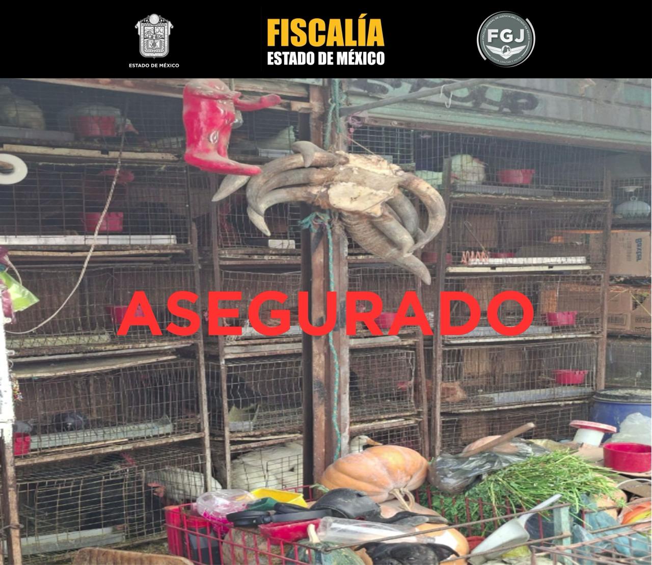 Clausuran comercio por venta ilícita de fauna en Cuautitlán; rescatan a 162 animales