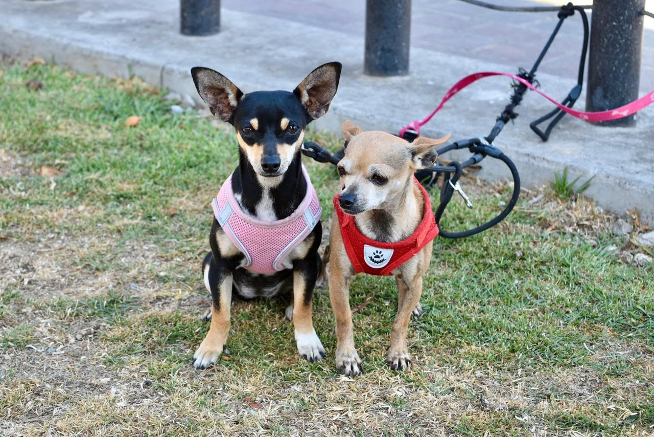 realiza-gobierno-del-edomex-mas-de-200-esterilizaciones-gratuitas-de-lomitos-y-michis-en-villa-de-allende-con-estrategia-cera