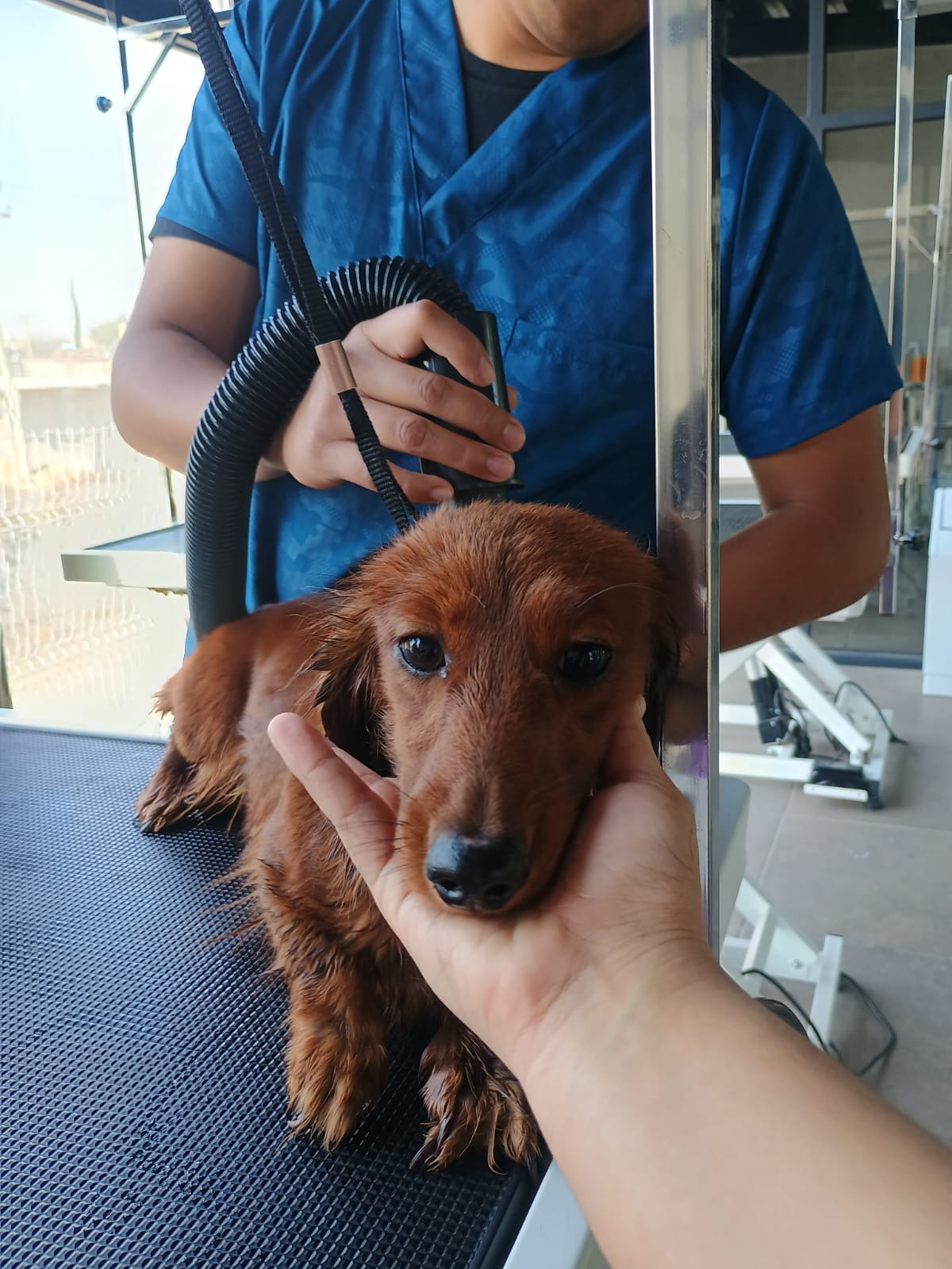 grave-dano-en-salud-de-animalitos-rescatados-en-tultepec-encuentran-veterinarios-continuaran-a-resguardo-del-municipio