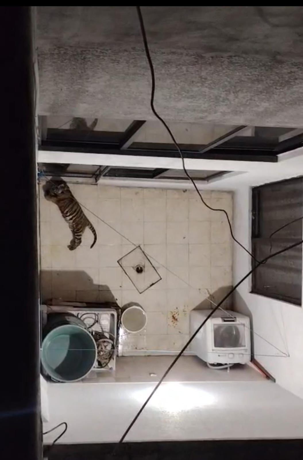 en-resguardo-un-tigre-de-bengala-rescatado-en-ecatepec