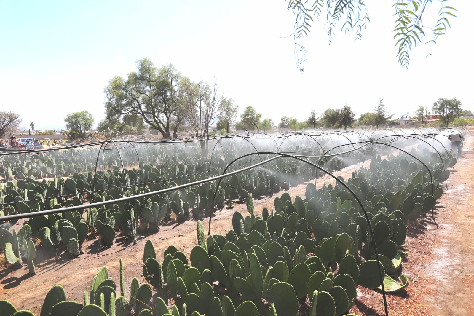 permanente-cruzada-del-gem-por-el-resurgimiento-del-campo