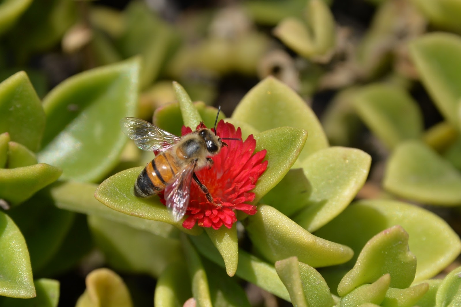 crea-gobierno-del-edomex-315-jardines-en-2025-para-proteger-polinizadores-en-54-municipios