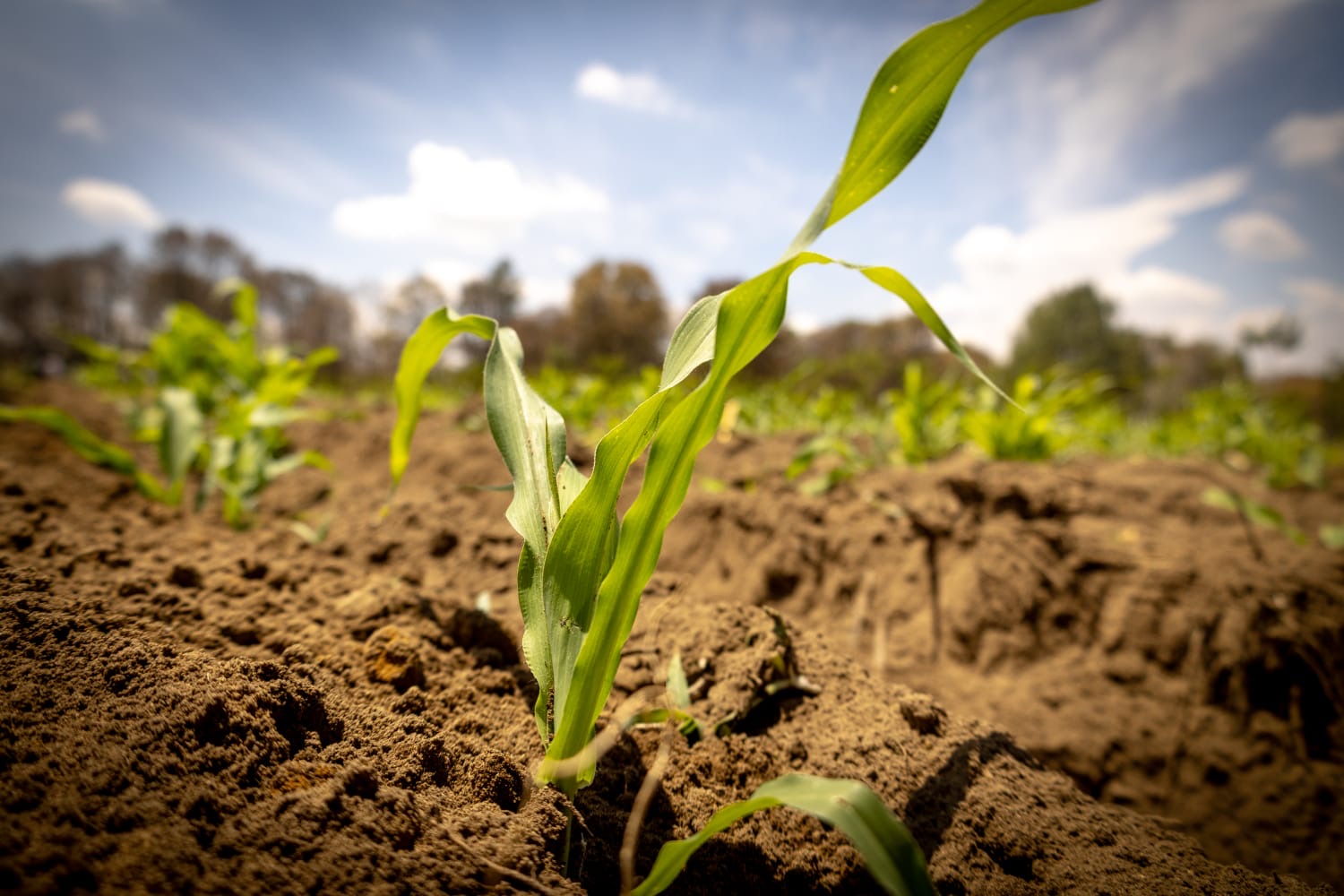 preserva-sembrando-vida-54-razas-de-maiz-nativo-con-parcelas-agroecologicas-comunitarias