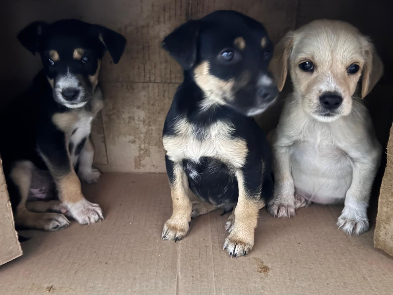 diputados-coinciden-en-proteger-a-6-millones-de-perritos-y-gatos-que-viven-en-la-calles