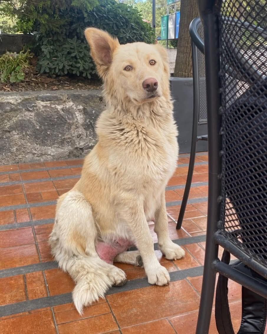 el-rescate-de-mantequilla-y-sus-siete-cachorritos-en-la-uaem-una-historia-de-amor-por-los-animales