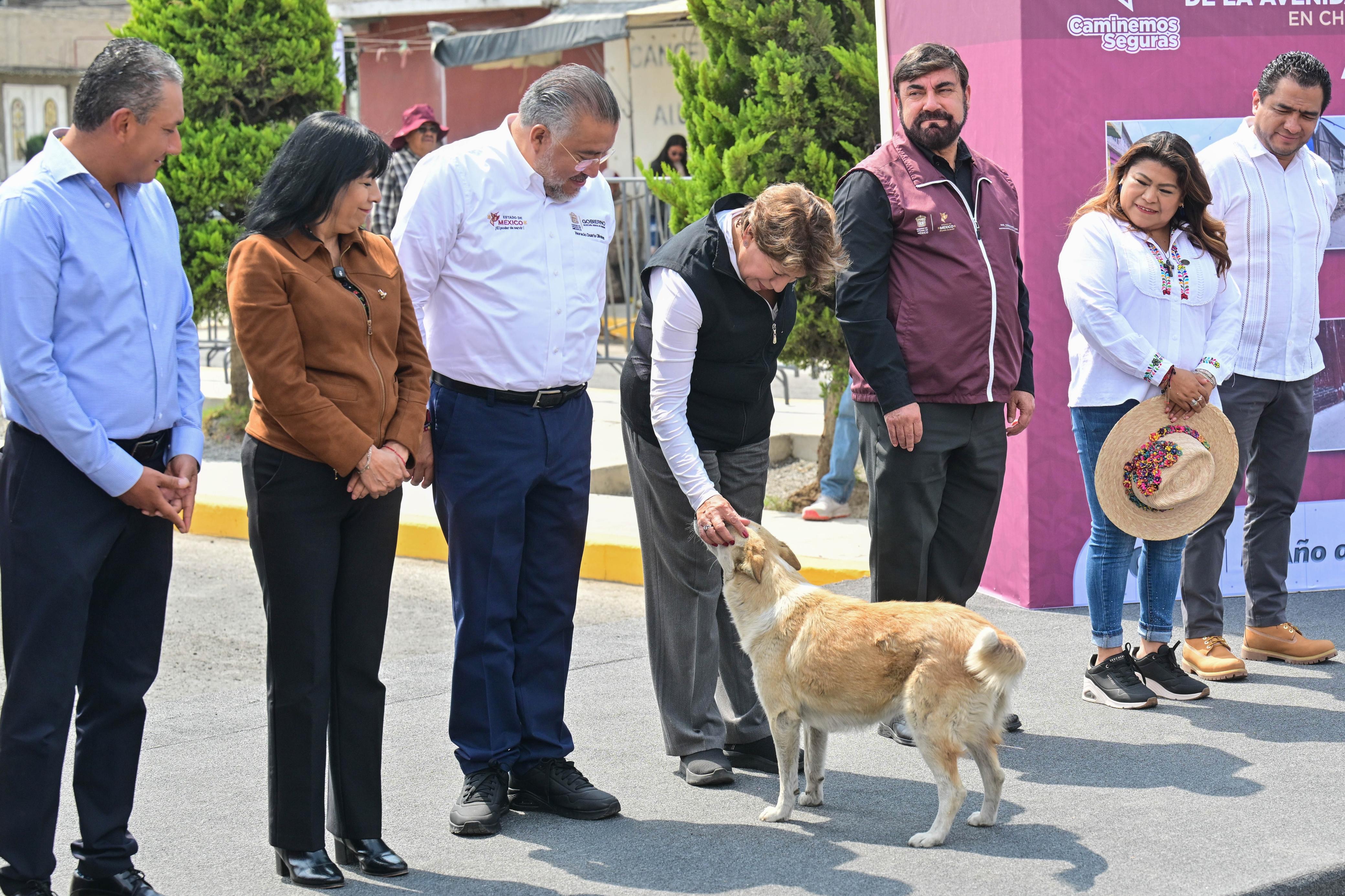 dignificara-las-condiciones-de-animales-y-endurecera-sanciones-por-maltrato-ley-de-proteccion-animal-estatal