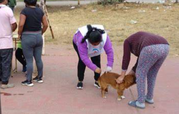 despliegan-campana-antirrabica-en-edomex-con-1550-modulos-y-mas-de-mil-brigadas