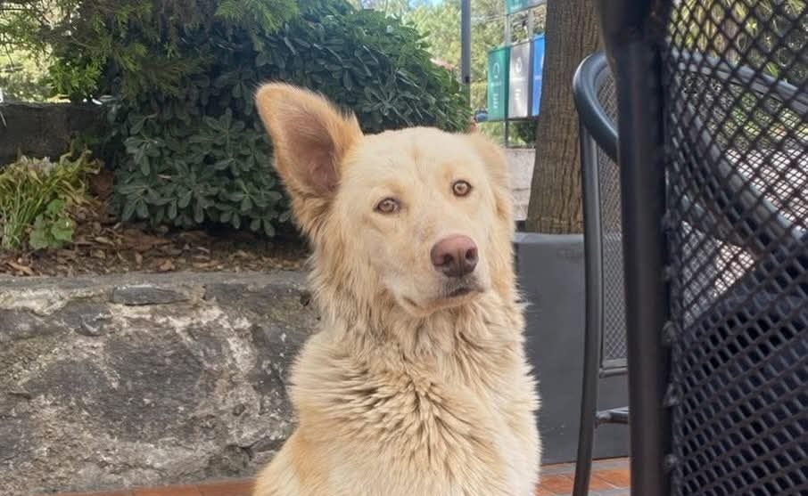 el-rescate-de-mantequilla-y-sus-siete-cachorritos-en-la-uaem-una-historia-de-amor-por-los-animales