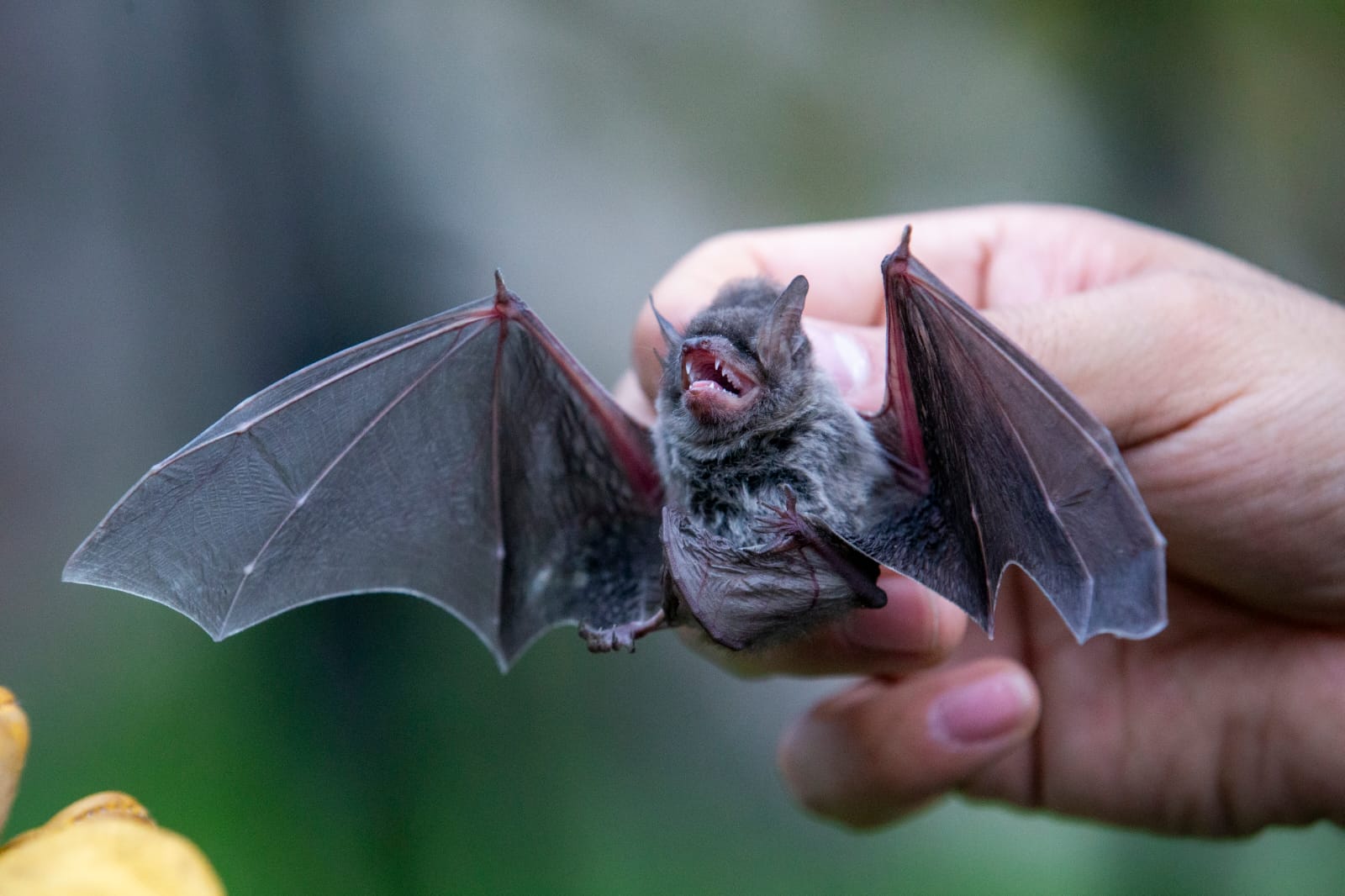 el-increible-valor-ambiental-de-los-murcielagos-un-animal-con-mala-fama-por-ignorancia