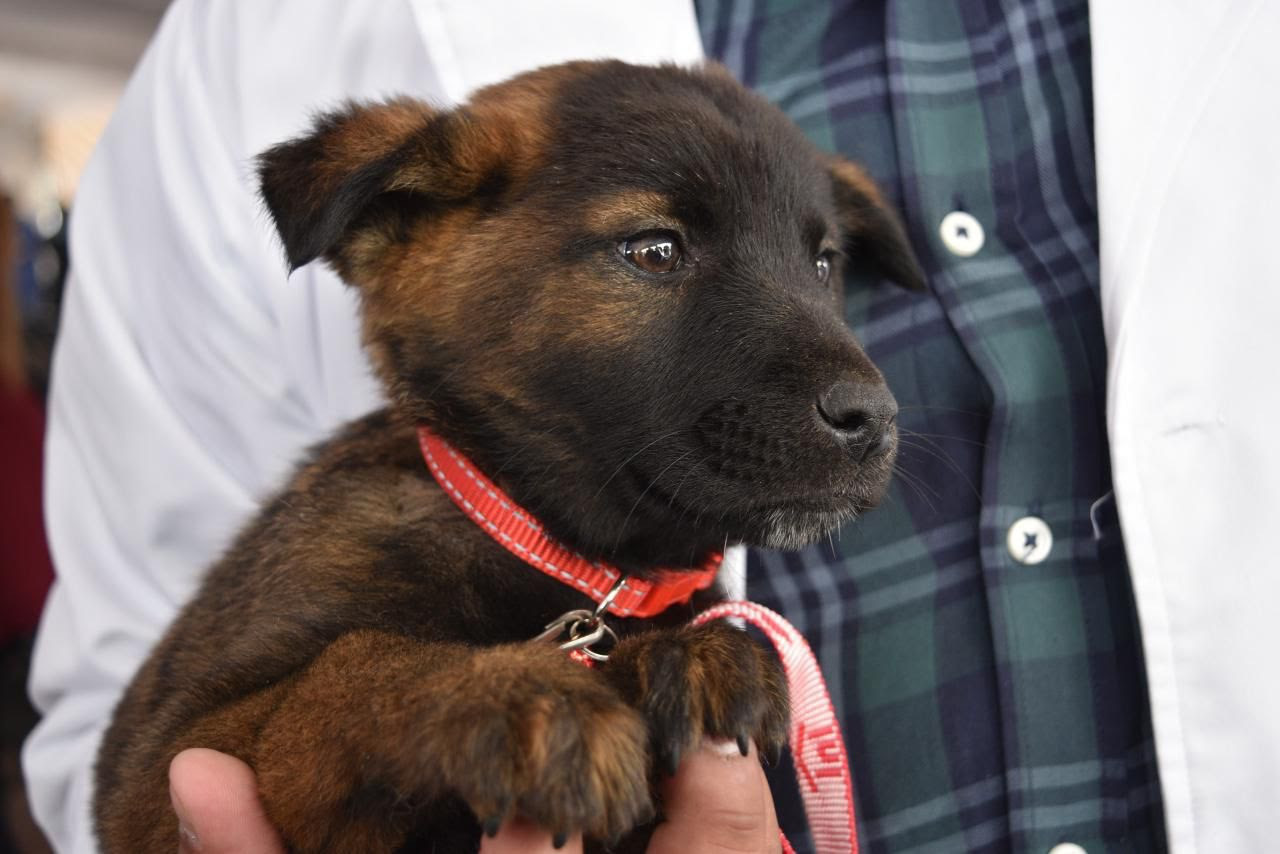acciones-del-gem-motivan-rechazo-al-maltrato-animal-reconoce-medico-zootecnista