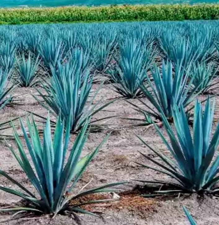 cancela-sre-apoyo-para-expositores-mezcaleros-del-edomex-que-viajan-a-chicago