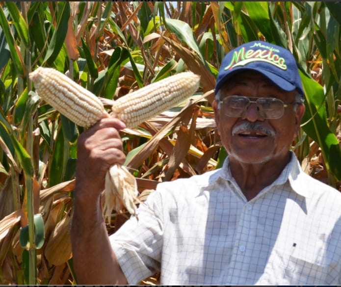 garantizado-el-pago-de-7500-pesos-por-tonelada-de-maiz-a-productores-mexiquenses
