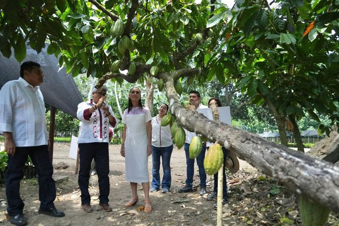 Sheinbaum lanza “Precio Justo para el Cacao” y va por Chocolate Bienestar en Tabasco