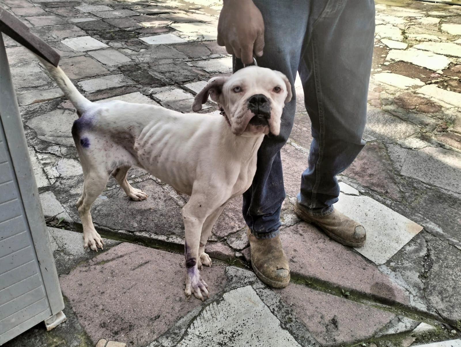 carcel-y-multas-a-quienes-maltraten-animales-en-edomex-se-acabo-la-impunidad