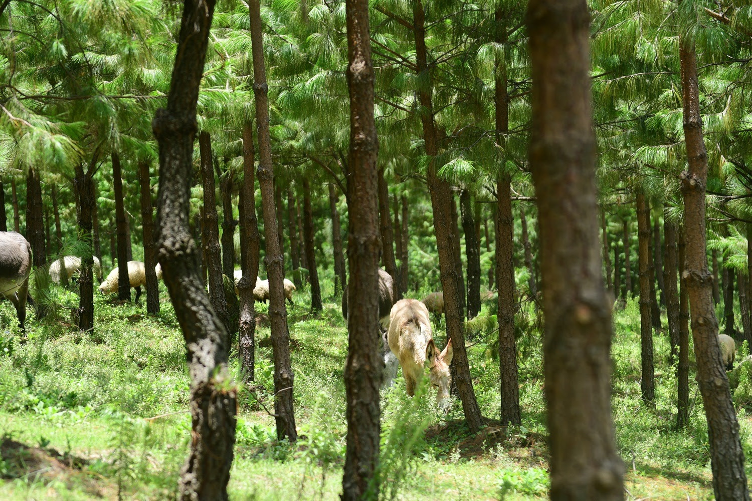 apuesta-edomex-por-sistemas-productivos-sustentables-como-uso-de-arboles-y-arbustos-forrajeros-para-proteger-bosques-tropicales-del-sur