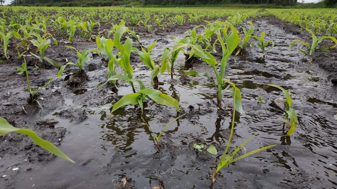 estiman-300-hectareas-de-cultivos-afectados-por-granizo-al-norte-del-edomex-85-son-de-maiz