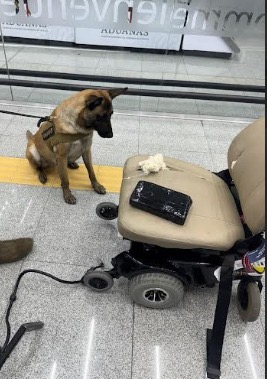 sujeto-intenta-pasar-coca-escondida-en-silla-de-ruedas-y-lo-detienen-en-aeropuerto-de-la-cdmx