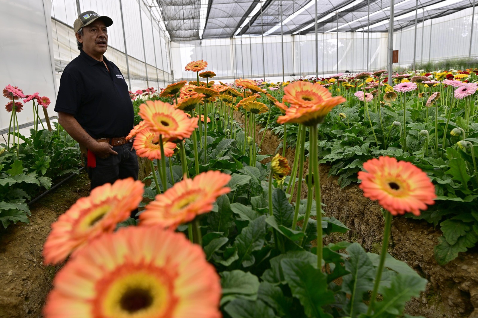 Invitan a  descubrir  la ruta de  la Flor y  del Mezcal  en Edomex
