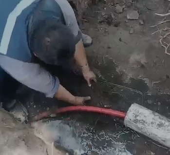 Retiran raíz de 12 metros que hundía a primaria y obstruía el drenaje en Ecatepec