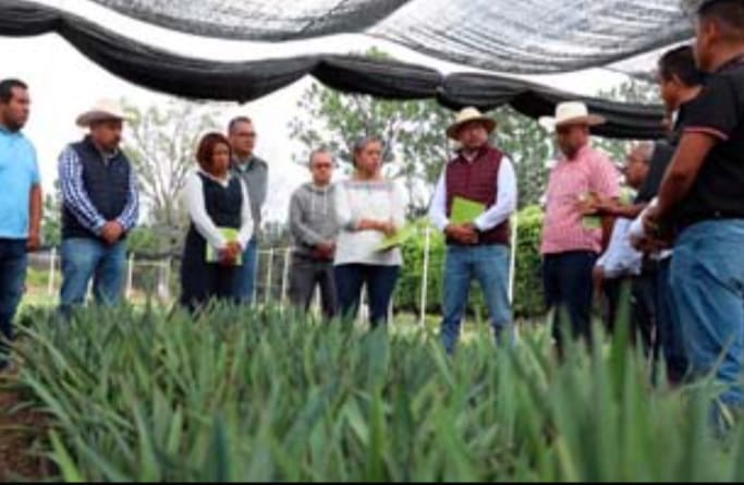 impulsa-gem-formalidad-de-actividades-rurales-con-creacion-de-cooperativas-y-registro-de-mezcaleros-de-malinalco-ante-el-sat