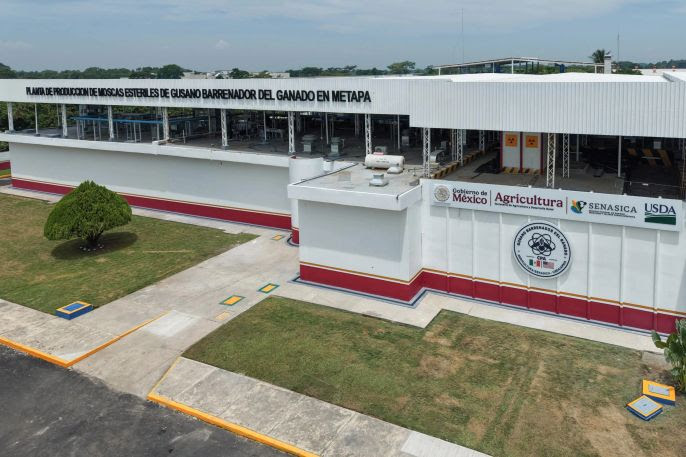claudia-sheinbaum-inaugura-planta-de-produccion-de-moscas-esteriles-contra-el-gusano-barrenador-en-chiapas