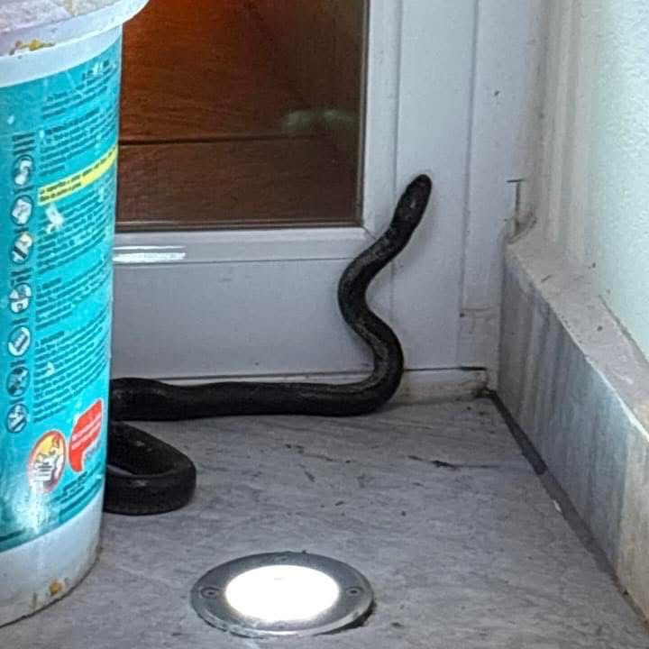 se-atraviesa-una-familia-en-habitat-de-serpiente-no-venenosa-en-metepec-reubican-a-la-cincuate
