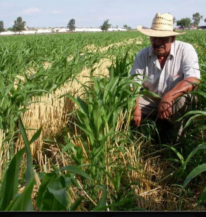 Más de 2,700  campesinos  asesorados  por Secampo  para blindar  su patrimonio