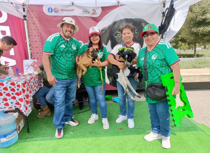 hallan-hogar-13-perritos-en-jornadas-de-la-mejor-jugada-es-adoptar-mas-lomitos-buscaran-familia-en-4-municipios