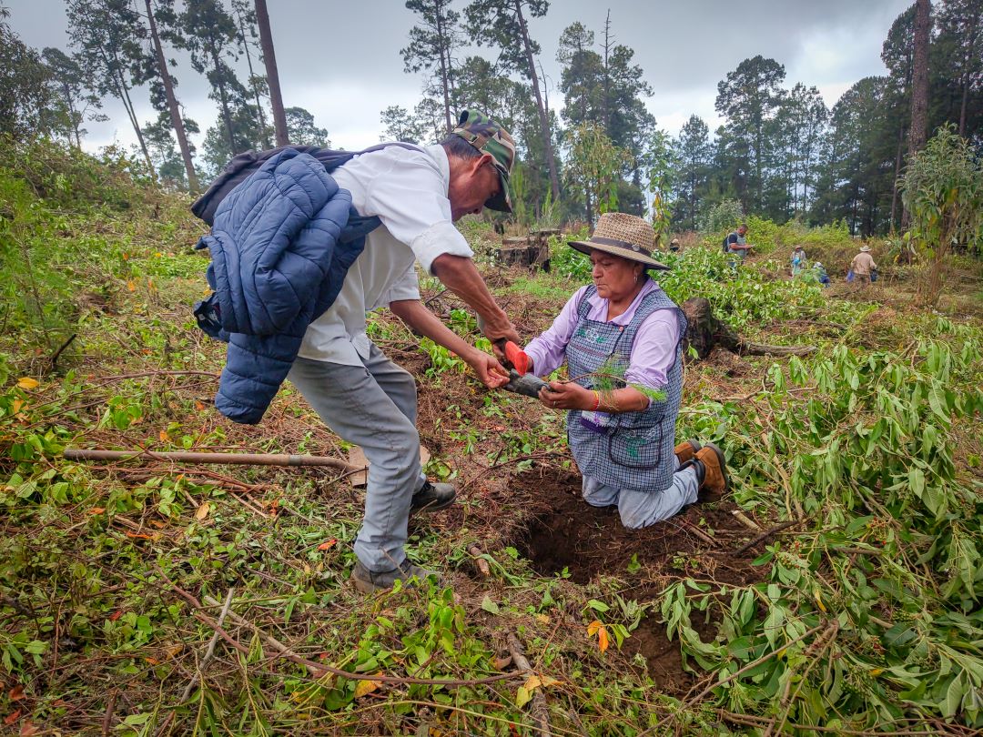 Blindan zonas  forestales  mexiqueses  vs incendios   con respaldo   comunitario