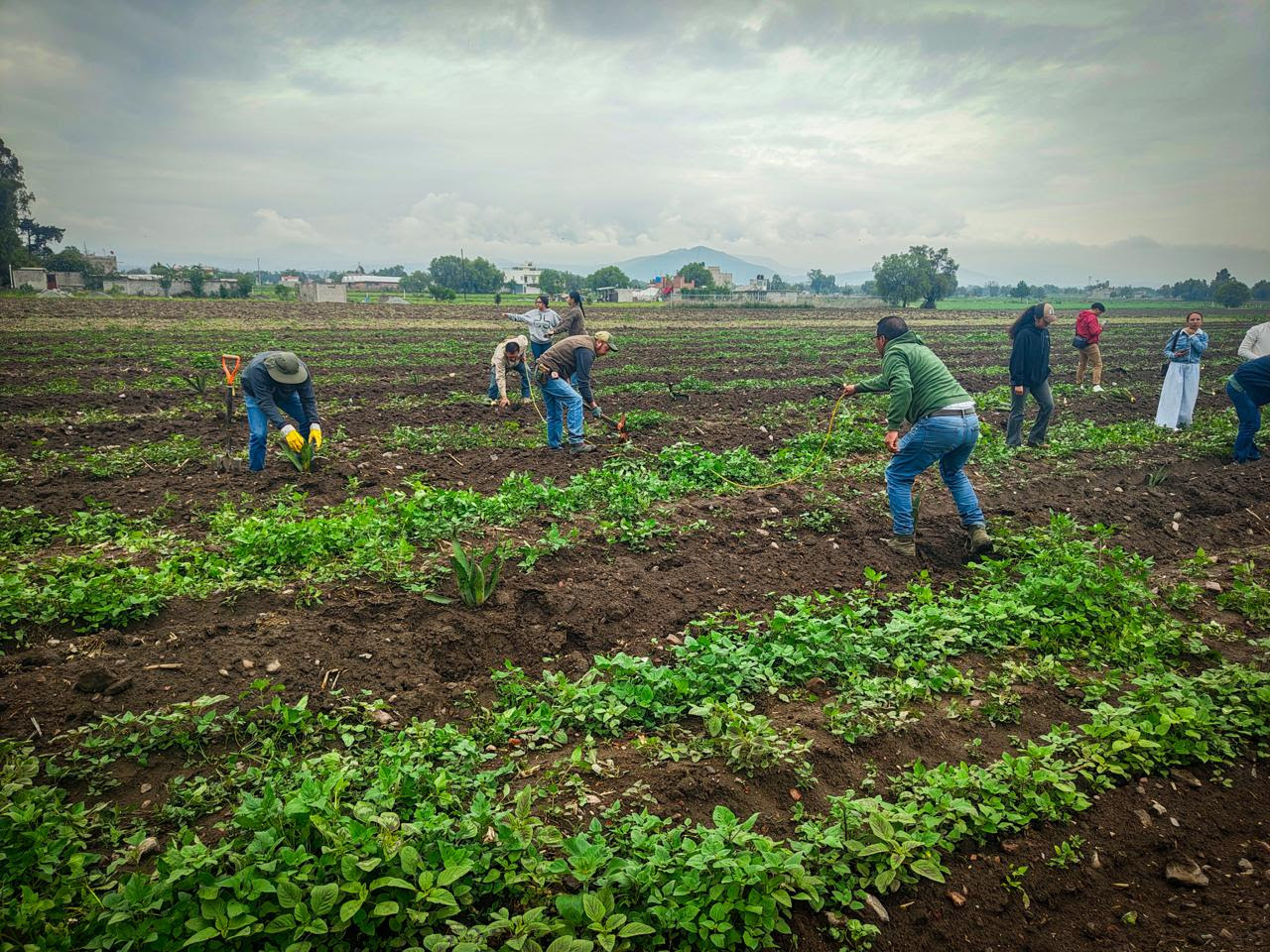 capacita-gobierno-del-edomex-a-productores-y-estudiantes-sobre-plantaciones-de-agave-pulquero-con-sistema-metepantle