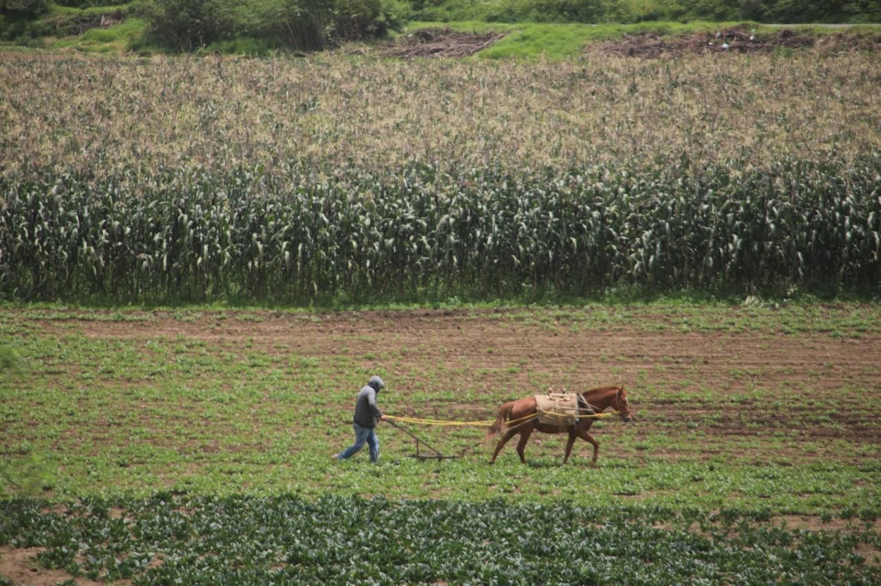 implementan-programa-de-apoyo-adicional-a-productores-de-maiz-en-el-edomex