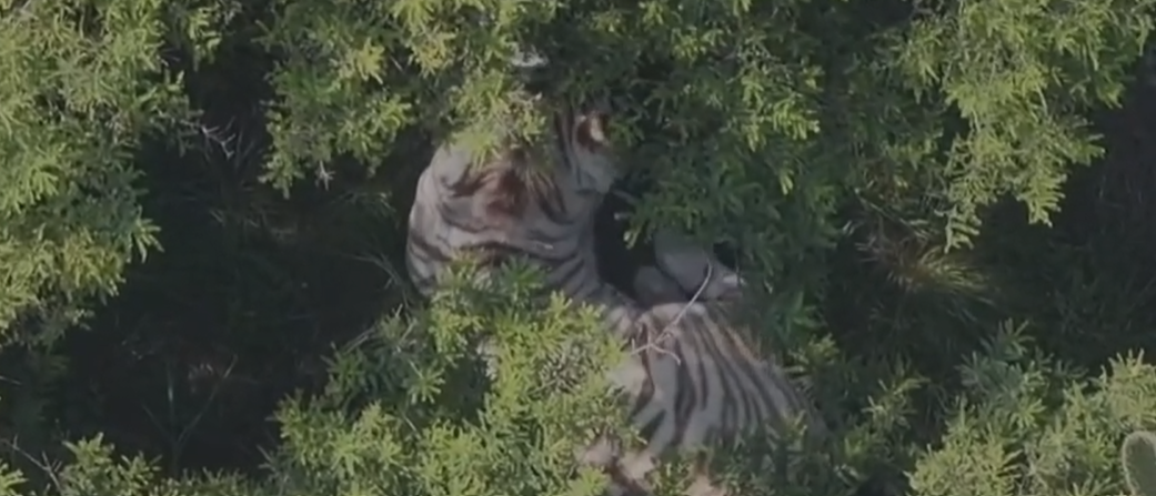 ubican-a-tigre-que-se-fugo-de-un-centro-de-resguardo-en-tepetlaoxtoc