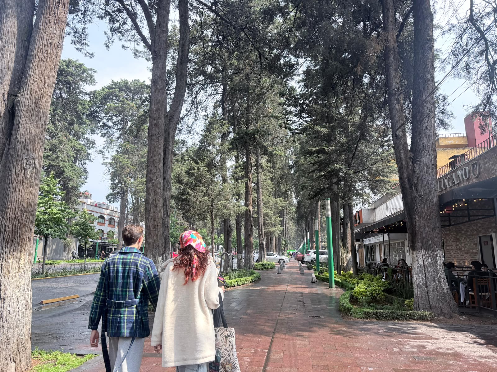 sin-consultar-ni-informar-a-residentes-gobierno-de-toluca-planea-quitar-arboles-de-avenida-paseo-colon