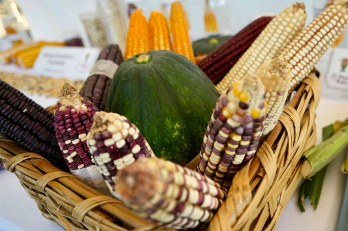 Conservar el maíz nativo es proteger la soberanía alimentaria, afirma Sheinbaum en Chiapas