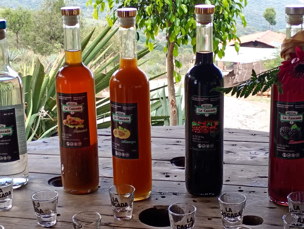 perfilan-el-aumento-de-exportacion-mezcalera-en-malinalco