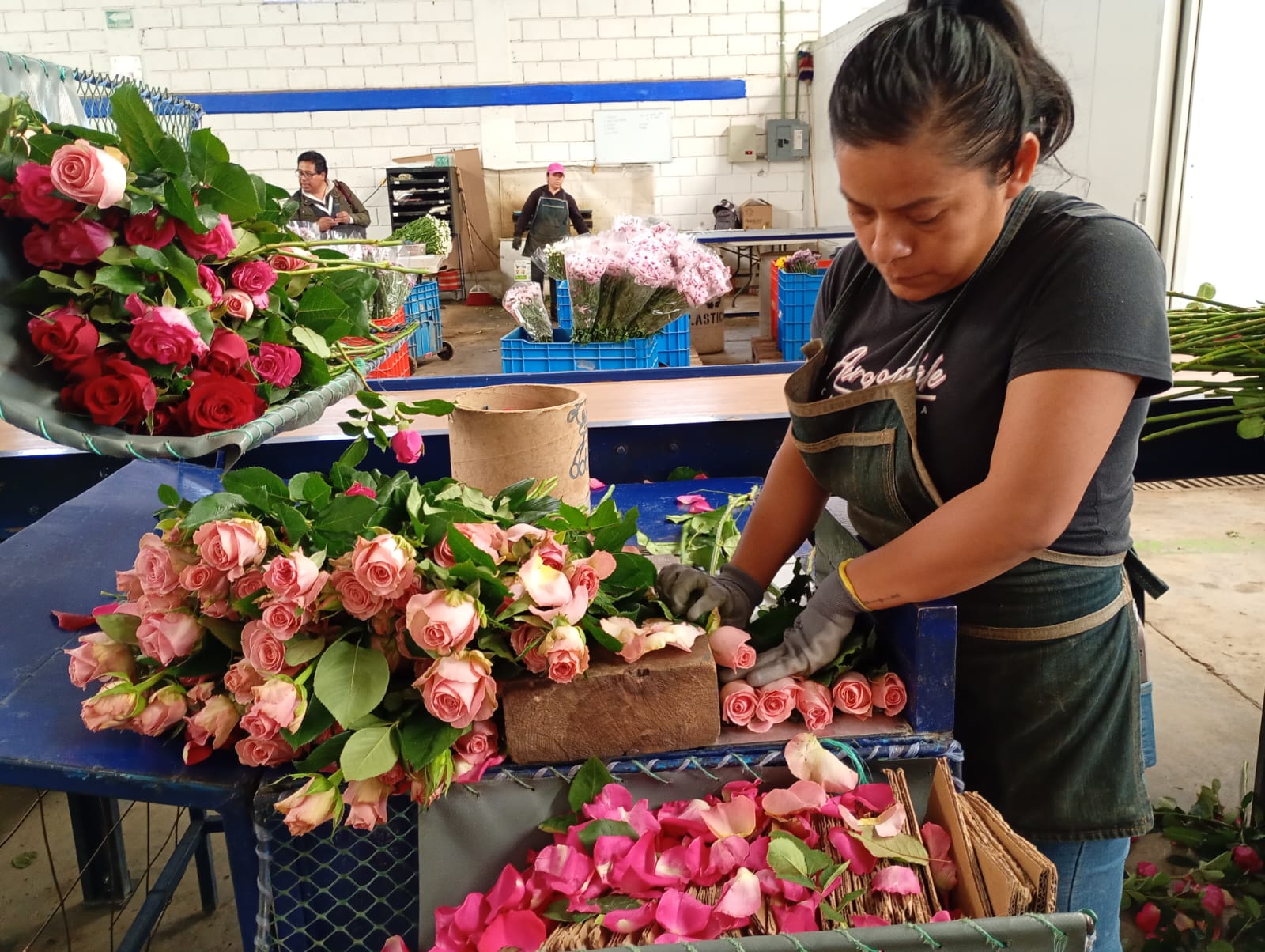 potencia-gem-la-produccion-floricola-con-apoyo-de-la-uaem-e-ip