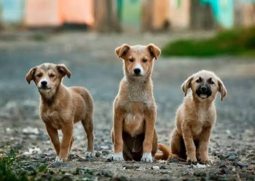 incumple-su-objetivo-ley-de-bienestar-animal-piden-modificacion-protectores-de-animales