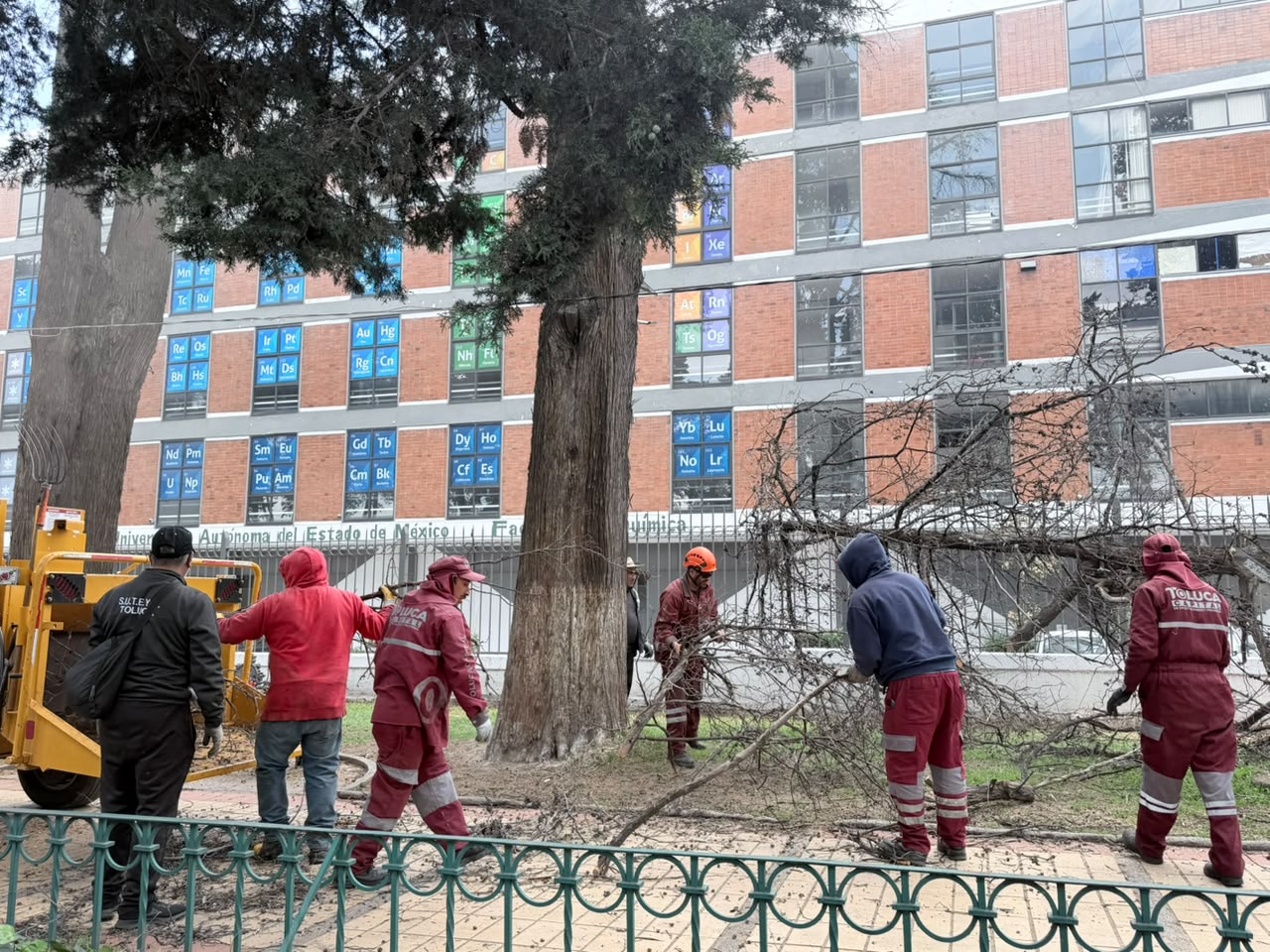 ayuntamiento-inicio-tala-de-arboles-en-paseo-colon-sin-mostrar-dictamenes-ambientales-propaem-aprueba-la-deforestacion