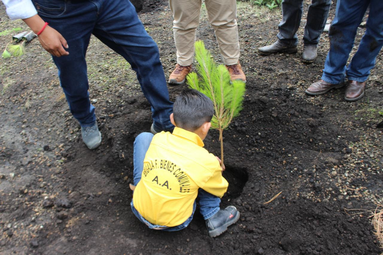 Restauración hidrológica-forestal en Edomex va más allá de plantar árboles: Probosque