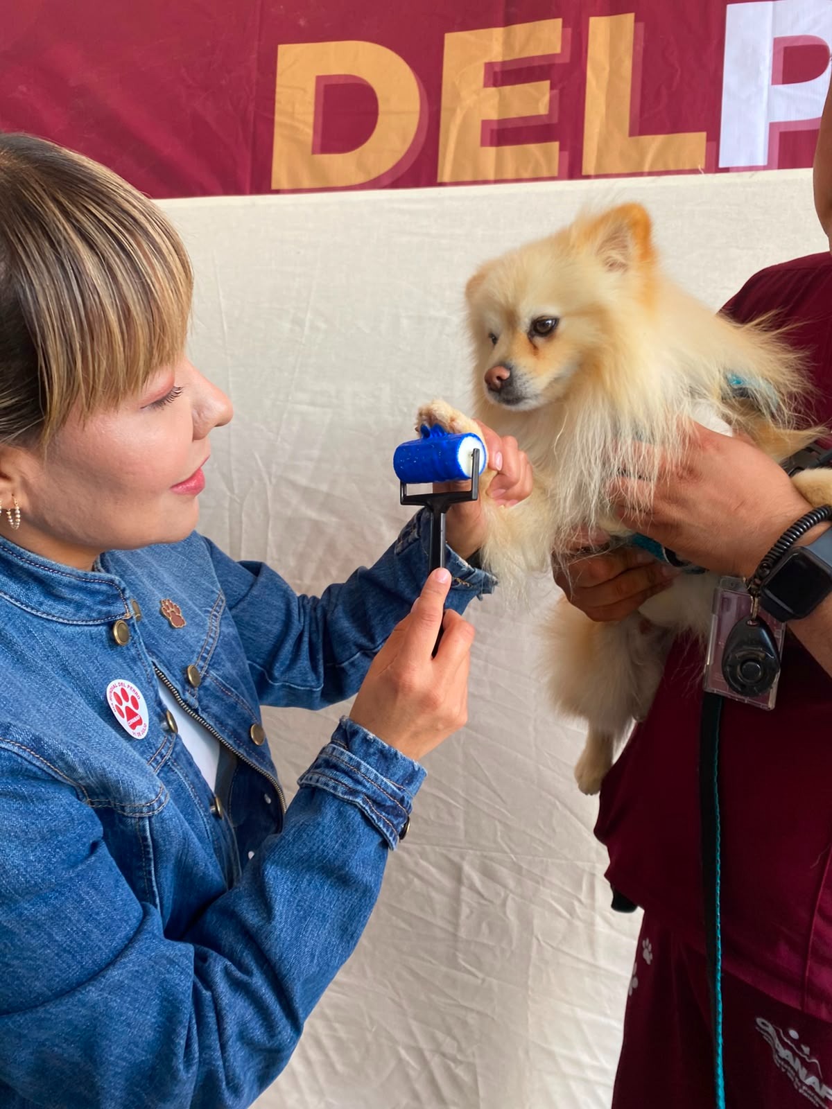 logran-brindar-hogar-a-29-perritos-en-chicoloapan-y-toluca