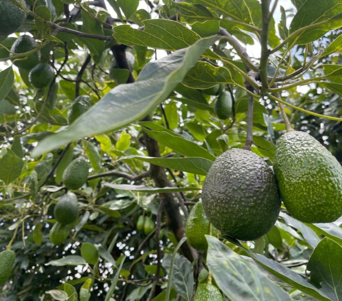 alista-edomex-exportacion-aguacatera-de-pequenos-y-medianos-productores-a-canada