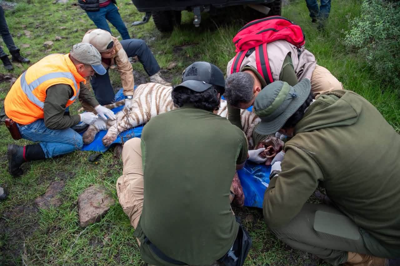 hieren-con-armas-de-fuego-al-tigre-kenzo-y-muere-tras-captura-en-tepetlaoxtoc