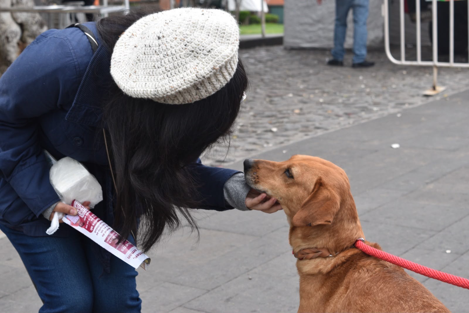 campeones-23-perritos-que-hallaron-hogar-con-la-mejor-jugada-es-adoptar-mundialista