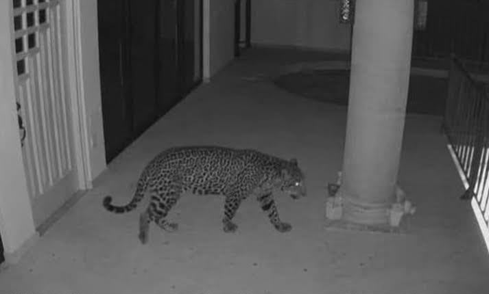 avistan-jaguar-en-ixtapan-de-la-sal-alistan-operativo-para-capturarlo