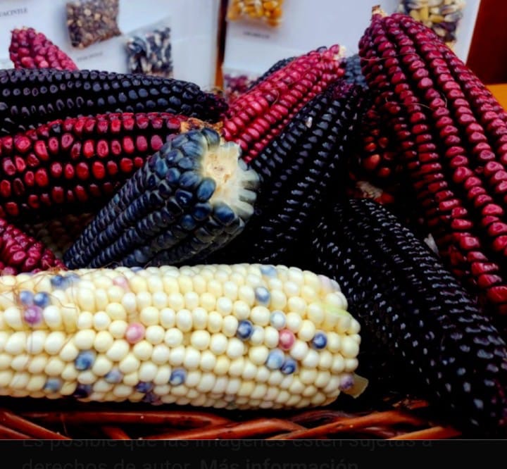 busca-frenar-la-secampo-marginacion-comercial-a-pequenos-productores-mexiquenses-de-maiz-nativo