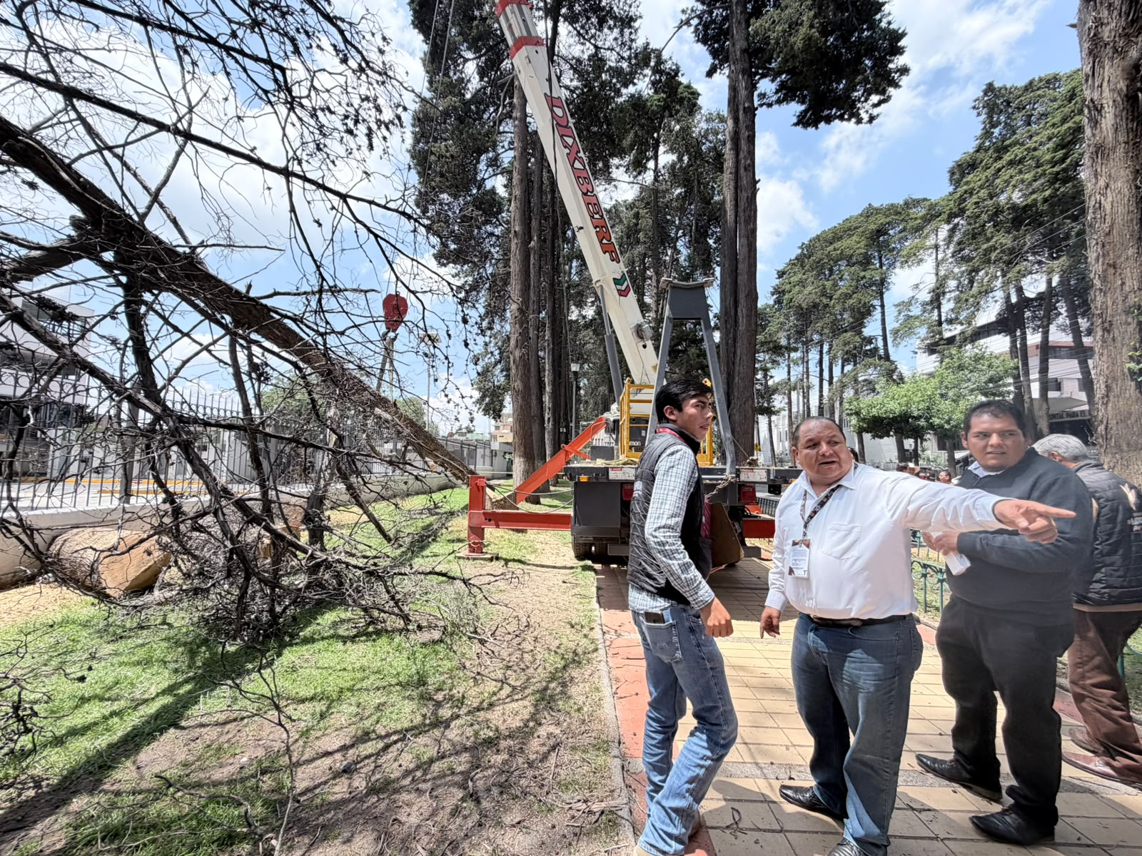 sin-aprobacion-de-vecinos-ni-justificacion-tecnica-inicia-tala-de-arboles-en-paseo-colon